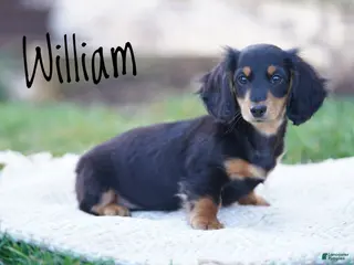 Dachshund dogs for sale: William - Ad 4