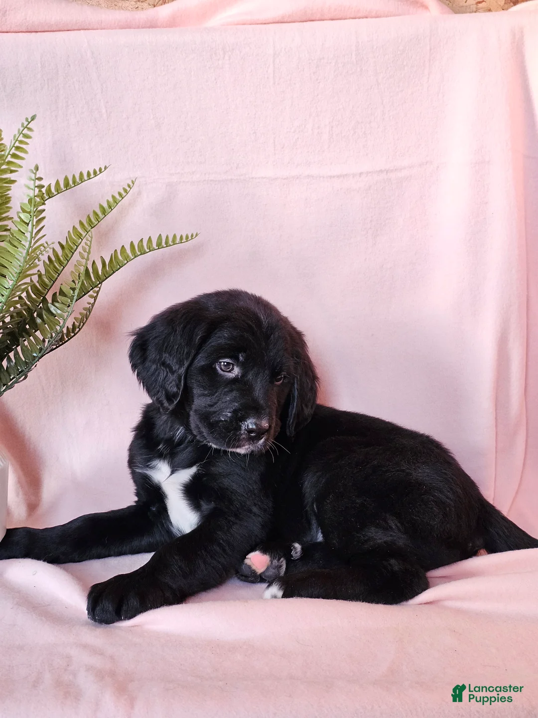 Mixed Breed dogs for sale: Sadie - Ad 3