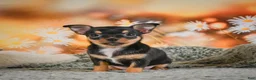 Chihuahua dogs for sale: Darla - Ad 10