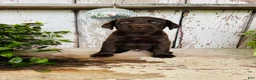 Labrador Retriever dogs for sale: Farah  - Ad 7