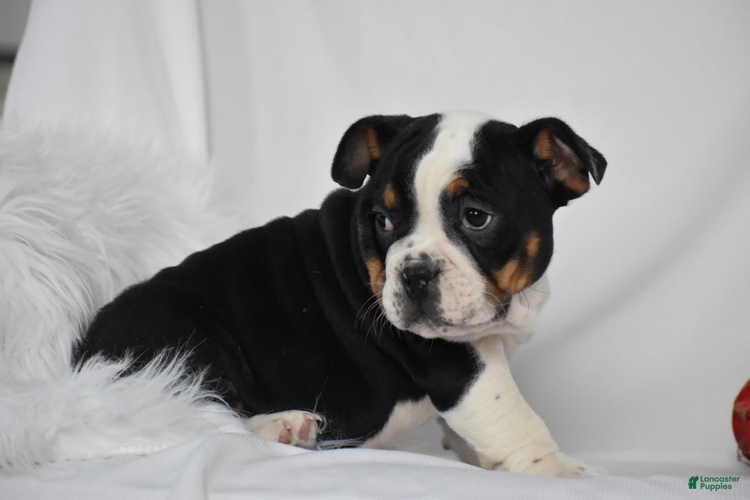 Mixed Breed dogs for sale: Tyson - Ad 10