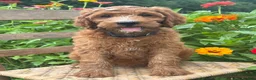 Irish Doodle dogs for sale: Maple - Ad 5