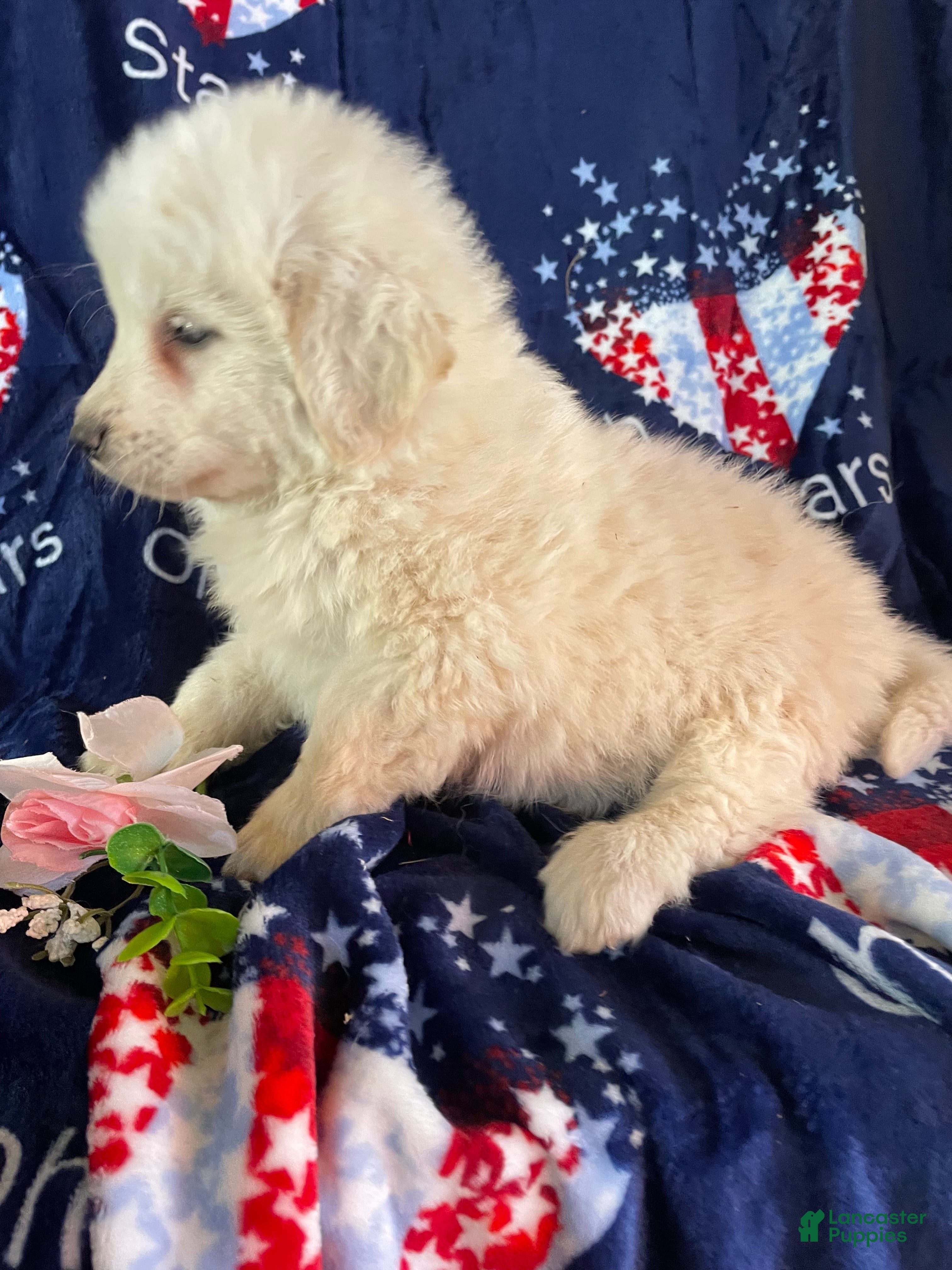 Great Pyrenees dogs Tank - Ad 12