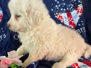 Great Pyrenees dogs Tank - Ad 12