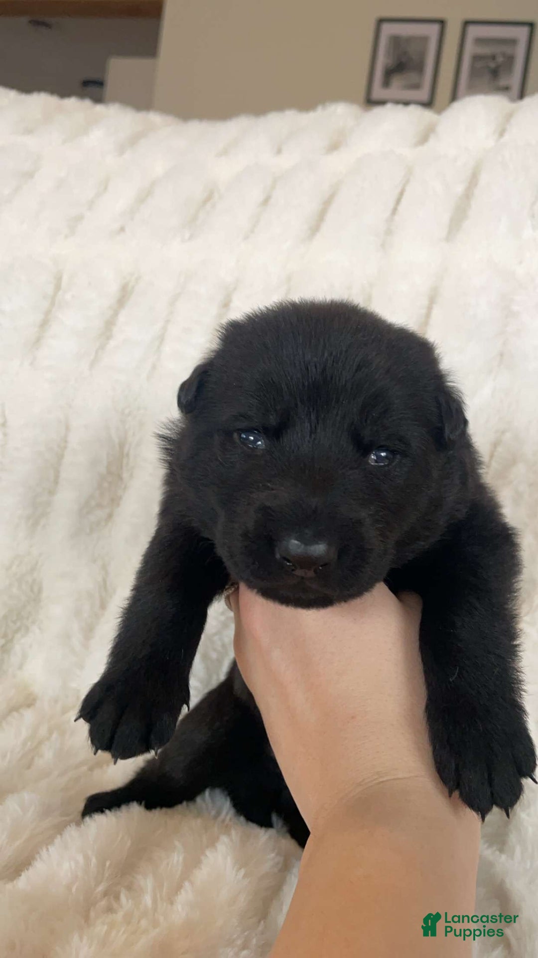 German Shepherd dogs for sale: German Shepherd Lavender Collar Female - Ad 2