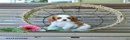 Cavalier King Charles Spaniel dogs for sale: Baxton - Ad 4
