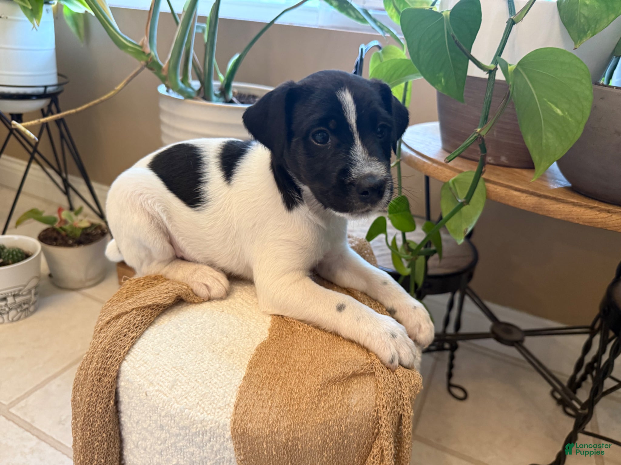 Jack Russell Terrier dogs Jrtca Rocky  - Ad 1