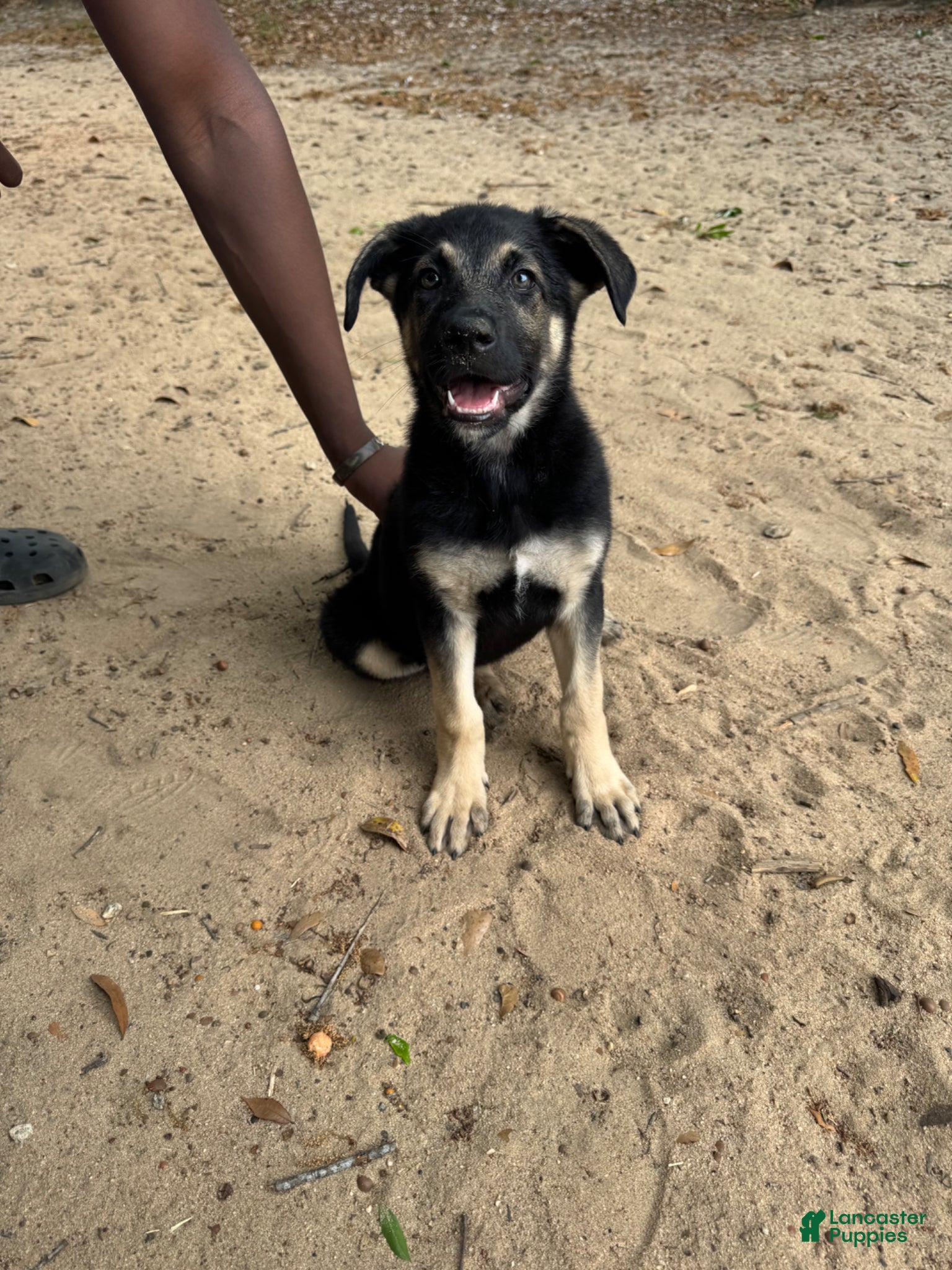 Mixed Breed dogs Mia - Ad 36