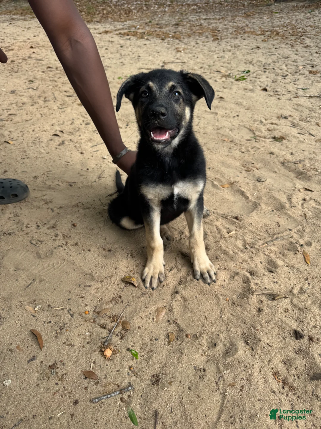 Mixed Breed dogs for sale: Mia - Ad 1