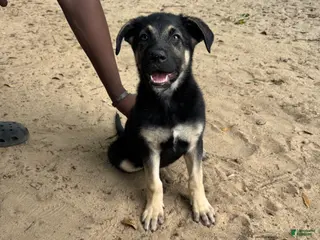 Mixed Breed dogs Mia - Ad 39