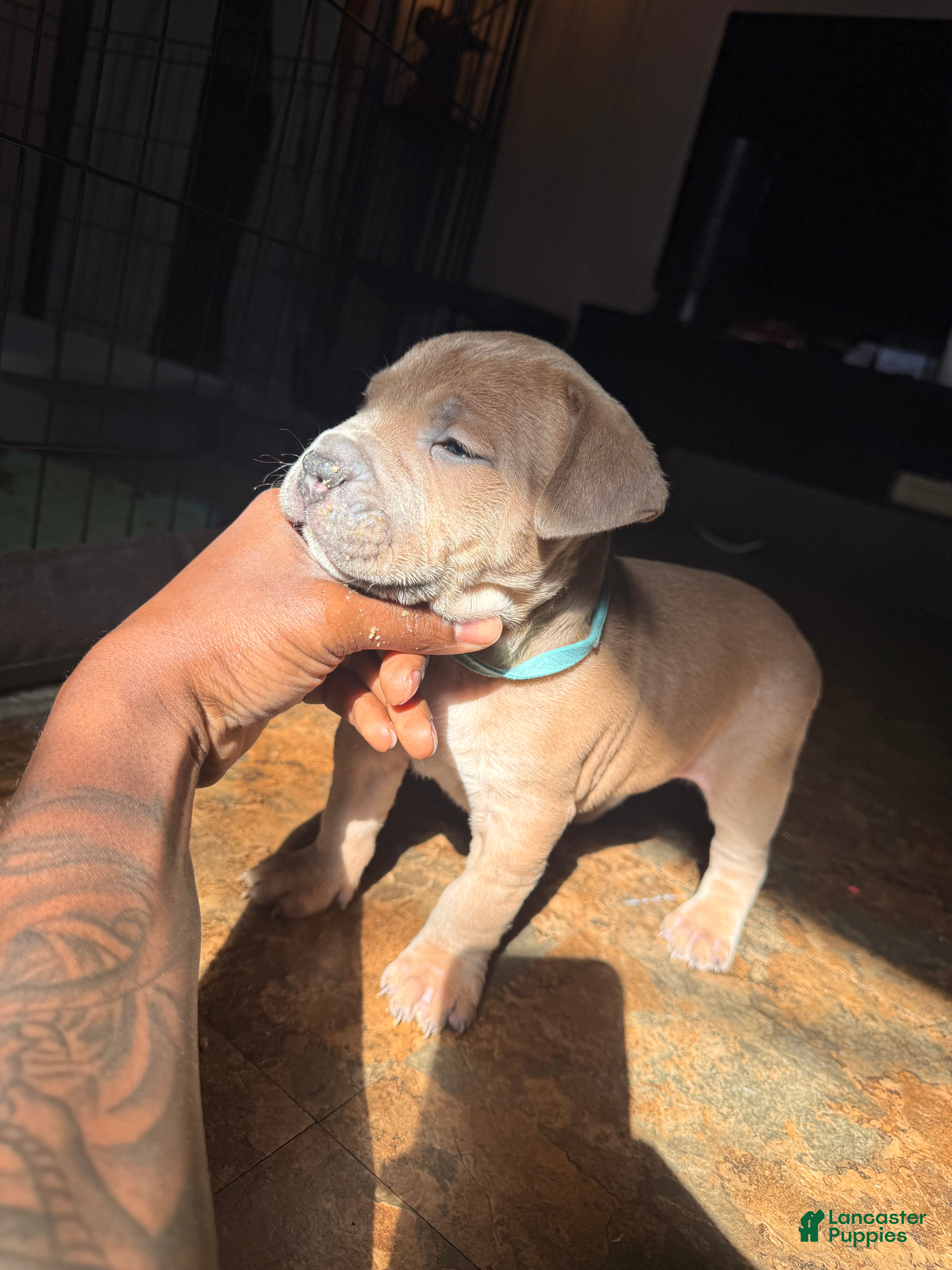 Mixed Breed dogs Caleb  - Ad 2