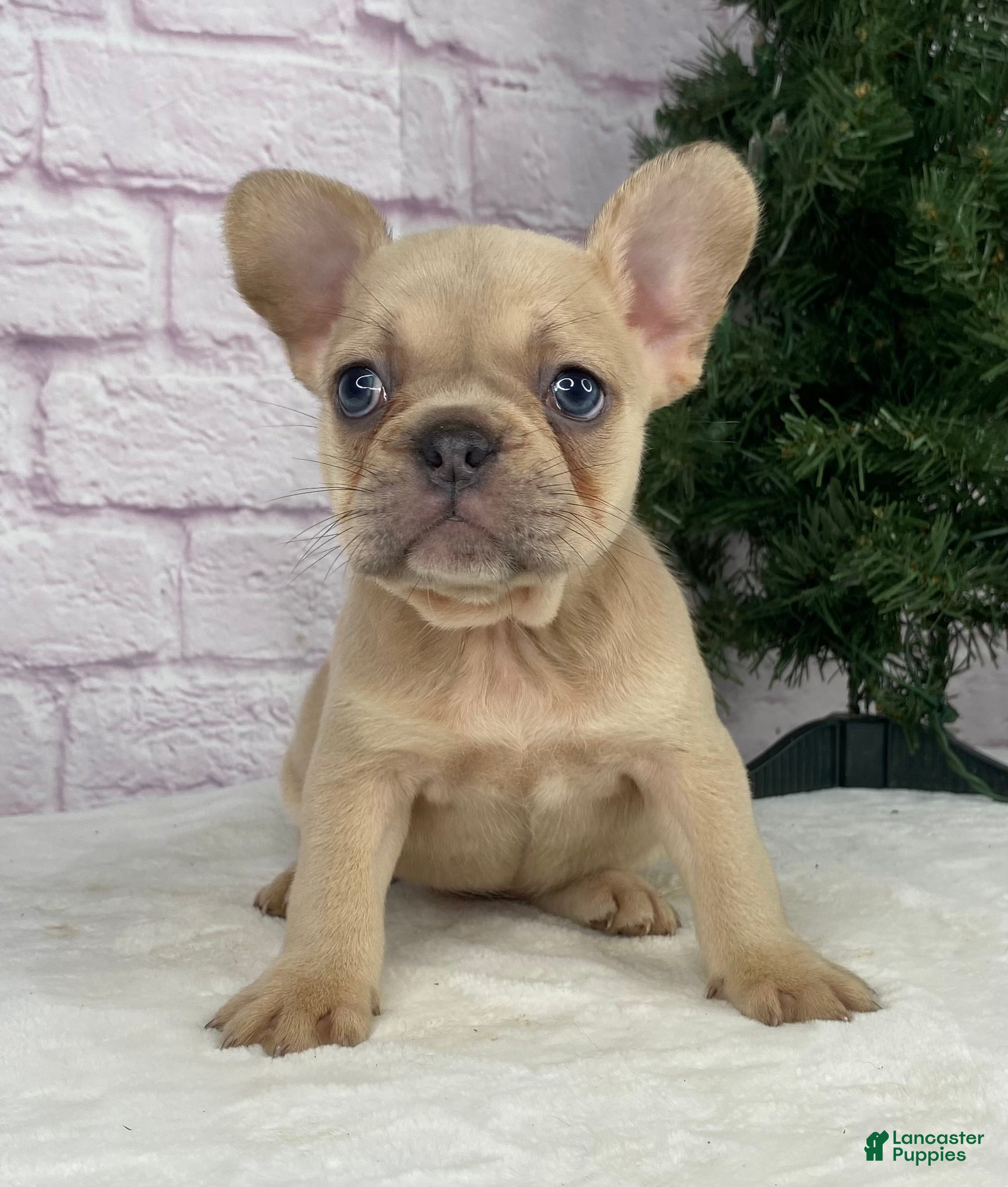 French Bulldog dogs Sady - Ad 6