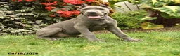 Cane Corso dogs for sale: Lotus  - Ad 3