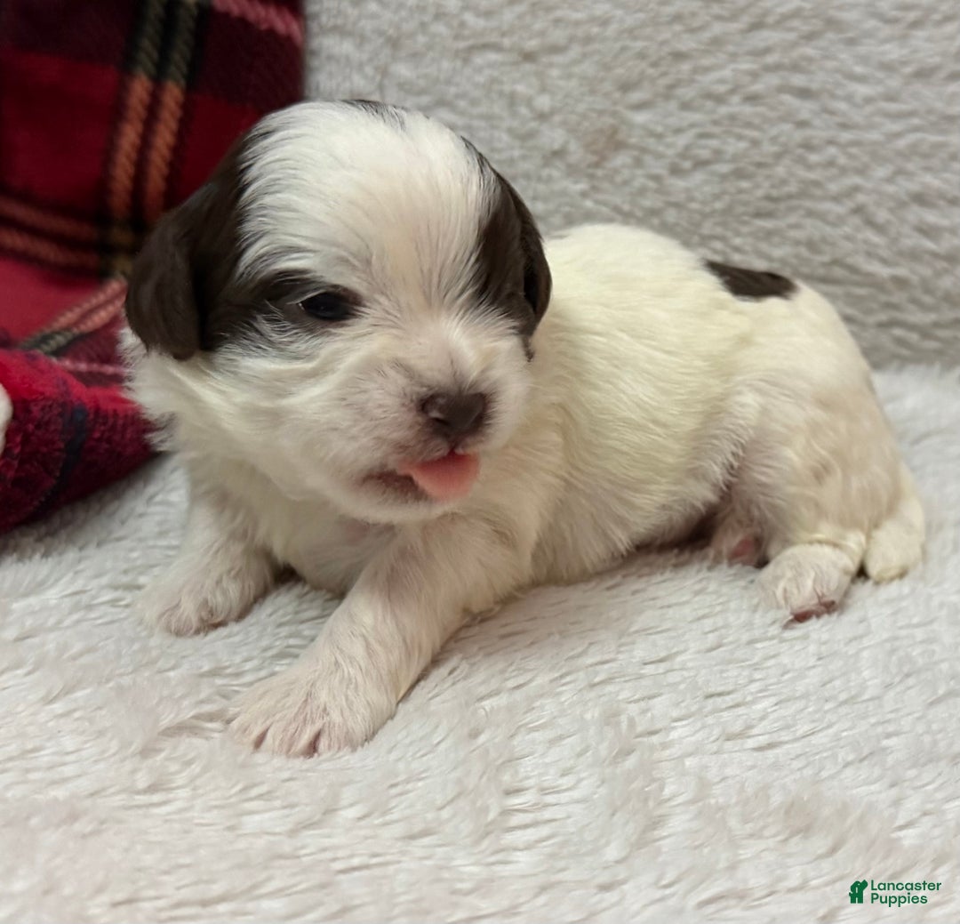 Shihpoo dogs for sale: Oliver  - Ad 17