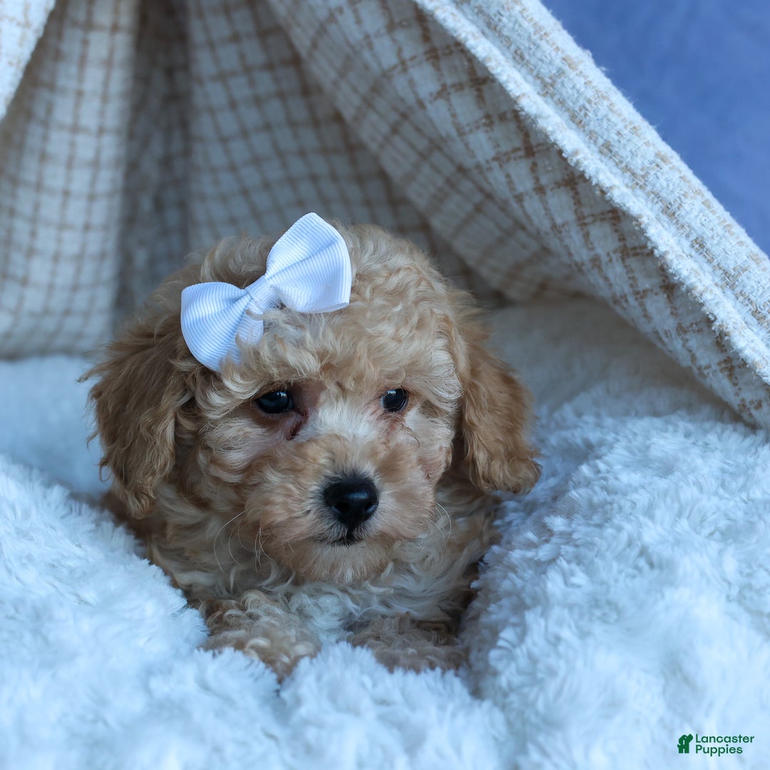 Miniature Poodle dogs for sale: LEO - Ad 5