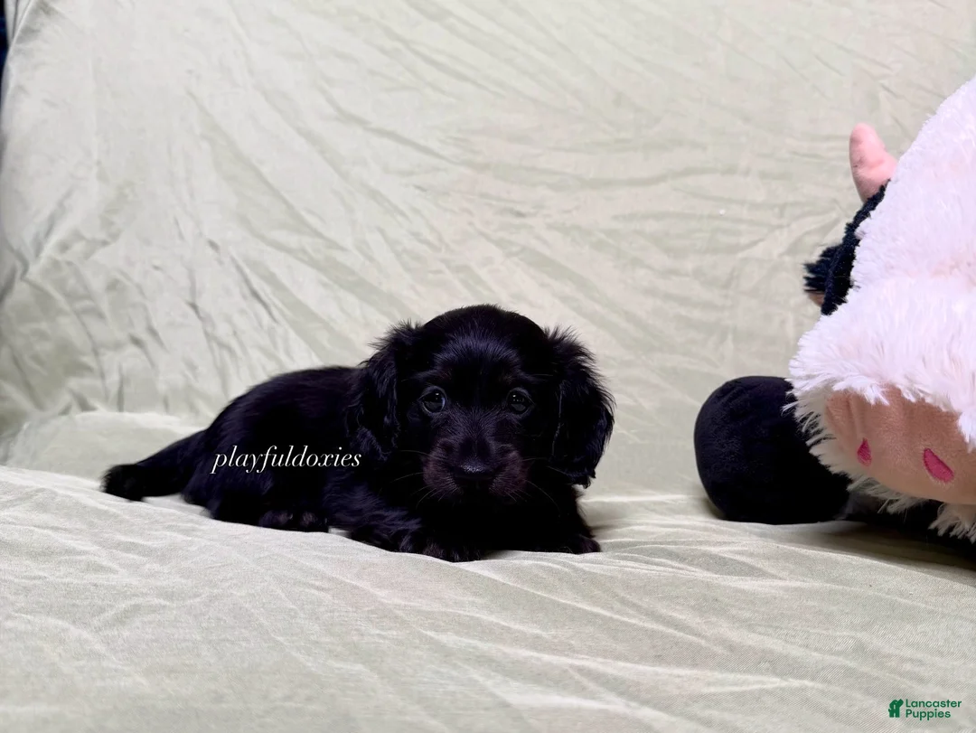 Miniature Dachshund dogs for sale: Long Haired Nearly Solid Black Male AKC 69 - Ad 2