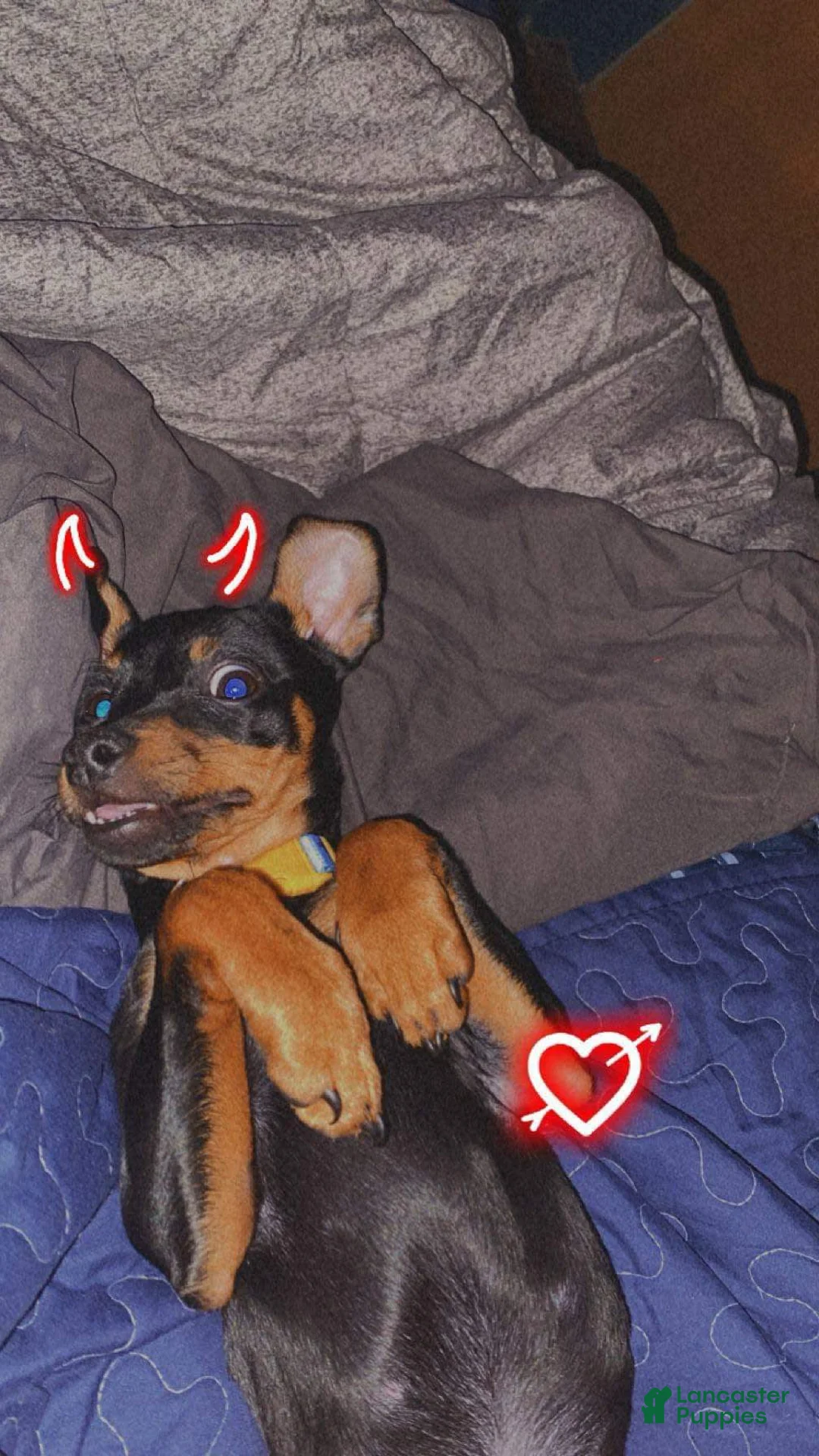 Gallery Image {{count}}