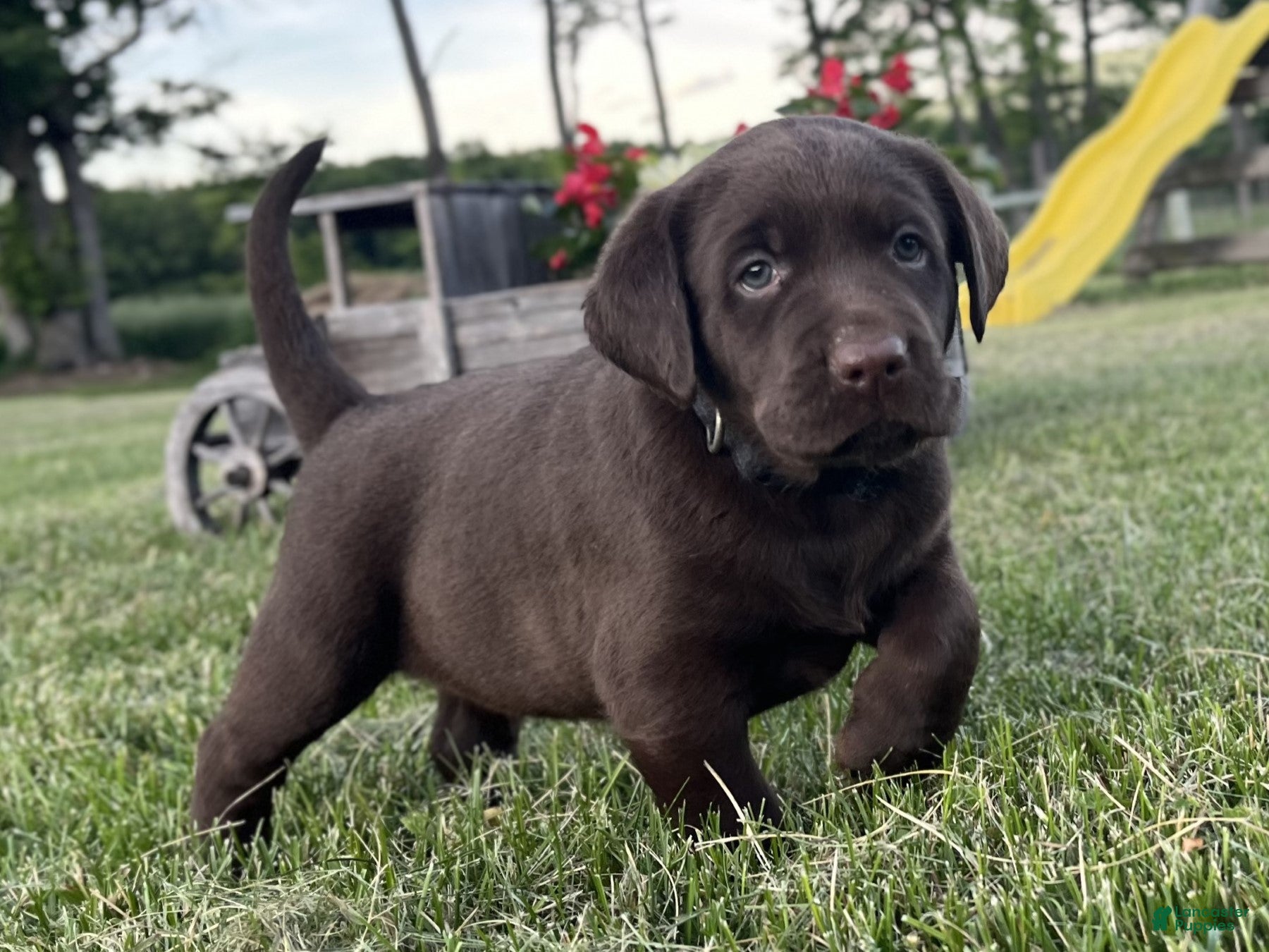 Labrador Retriever dogs Buster - Ad 1