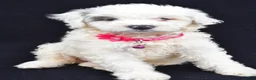 Mini Aussiedoodle dogs for sale: Debbie - Ad 6