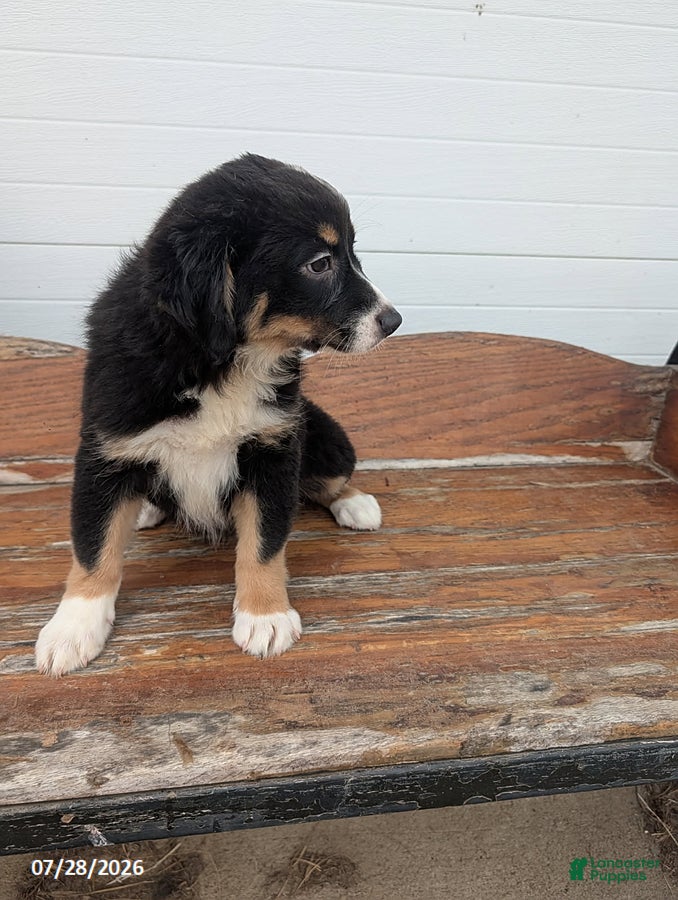 Mixed Breed dogs Lettie - Ad 16