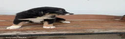 Mixed Breed dogs for sale: Lettie - Ad 1