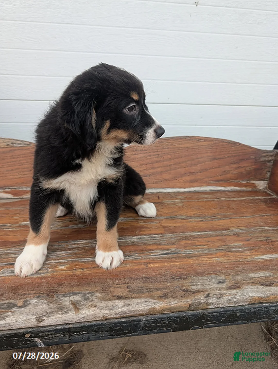 Mixed Breed dogs for sale: Lettie - Ad 1