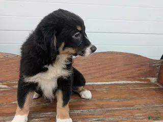 Mixed Breed dogs Lettie - Ad 16