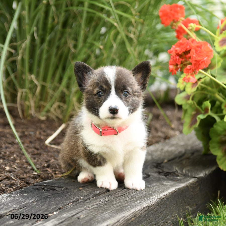 Welsh Corgi Pembroke dogs Pepsi - Ad 1