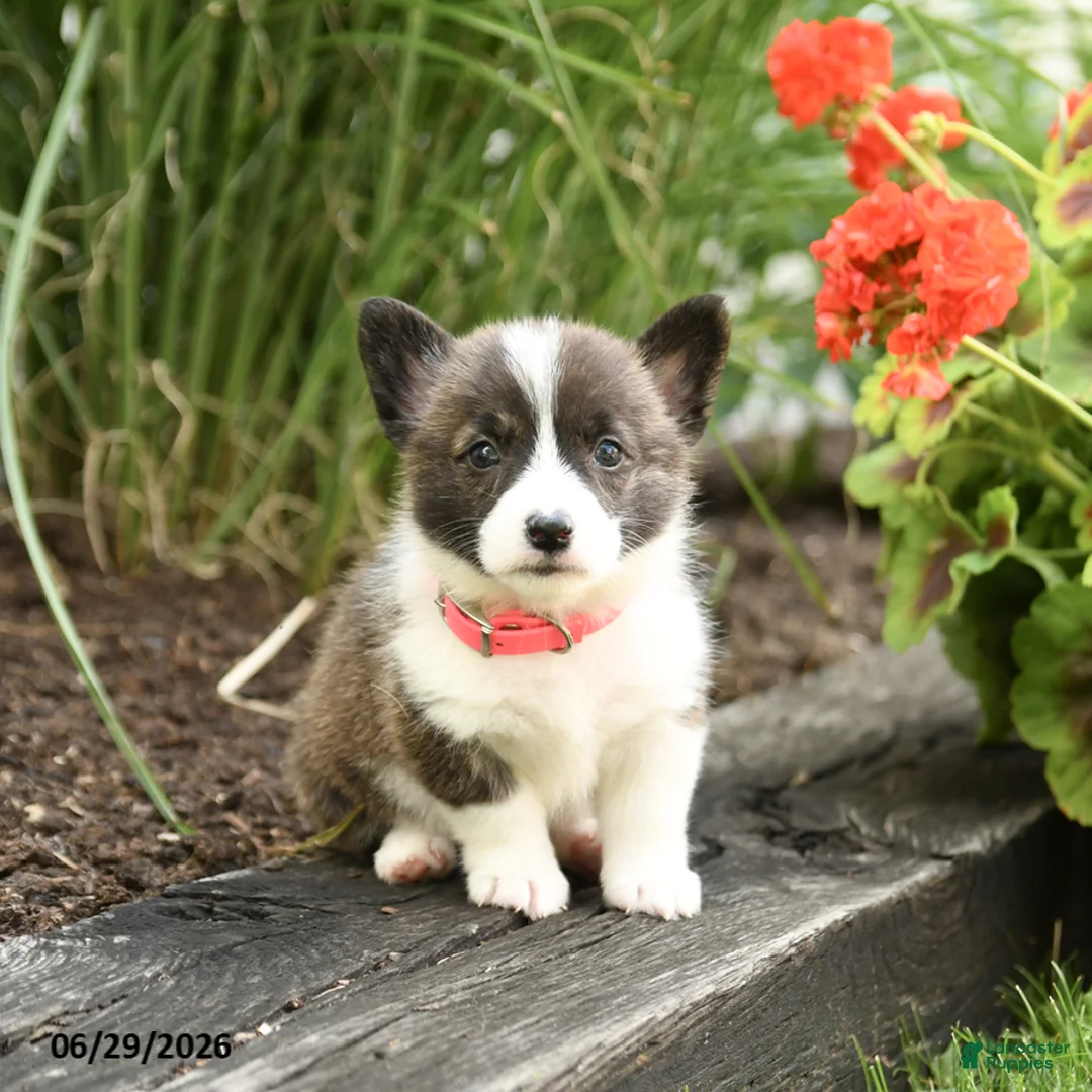 Welsh Corgi Pembroke dogs for sale: Pepsi - Ad 1