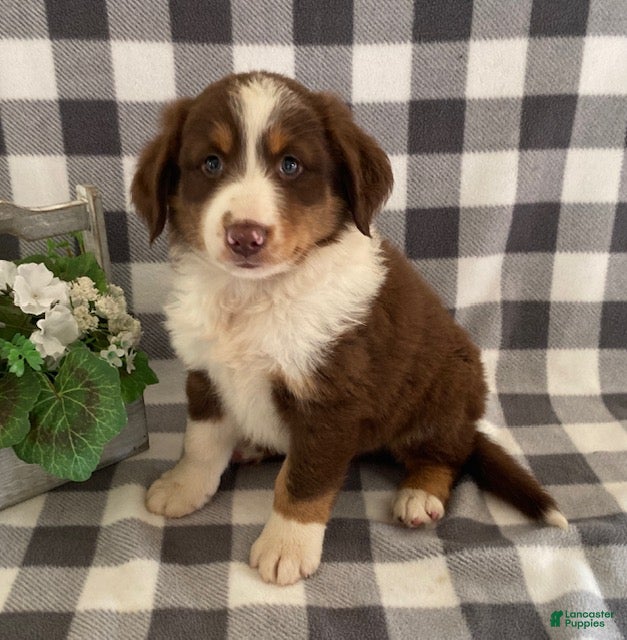 Australian Shepherd dogs Sparky - Ad 1