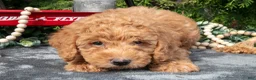Mixed Breed dogs for sale: Bandit - Ad 2