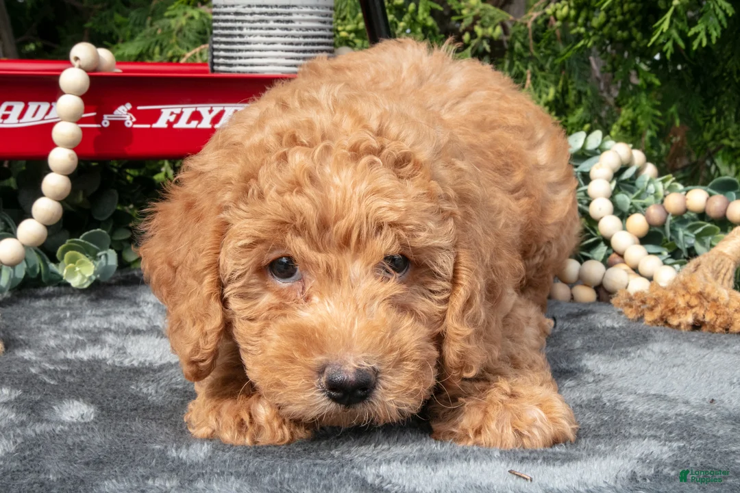 Mixed Breed dogs for sale: Bandit - Ad 2