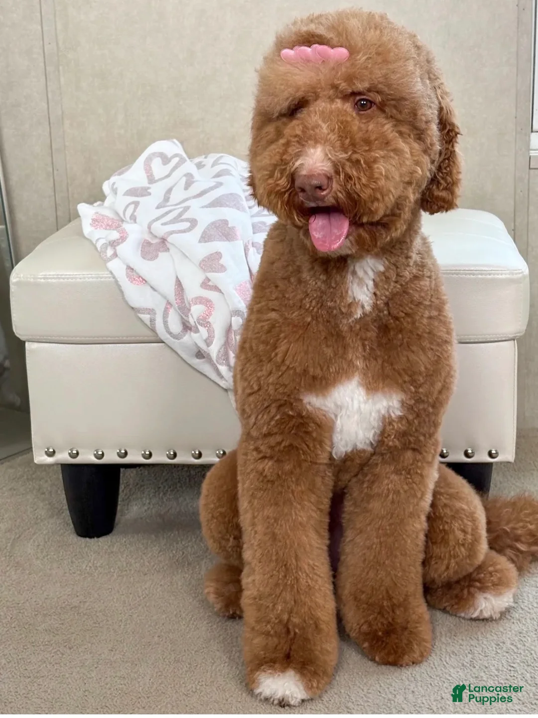 Goldendoodle dogs for sale: Martha  - Ad 4
