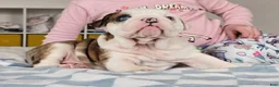 English Bulldog dogs for sale: Major - Ad 2