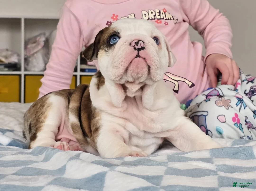 English Bulldog dogs for sale: Major - Ad 2