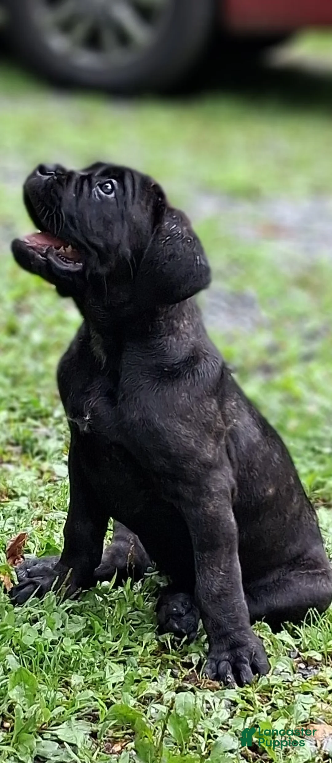 Cane Corso dogs for sale: Bella - Ad 2
