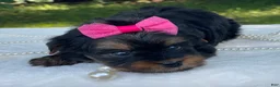 Yorkshire Terrier dogs for sale:  River - Ad 9