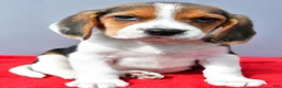 Beagle dogs for sale: Dora - Ad 7