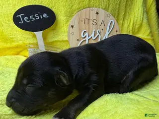 Australian Shepherd dogs for sale: Jessie - Ad 3