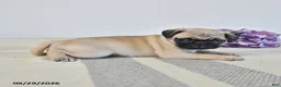 Pug dogs for sale: Opal - Ad 2