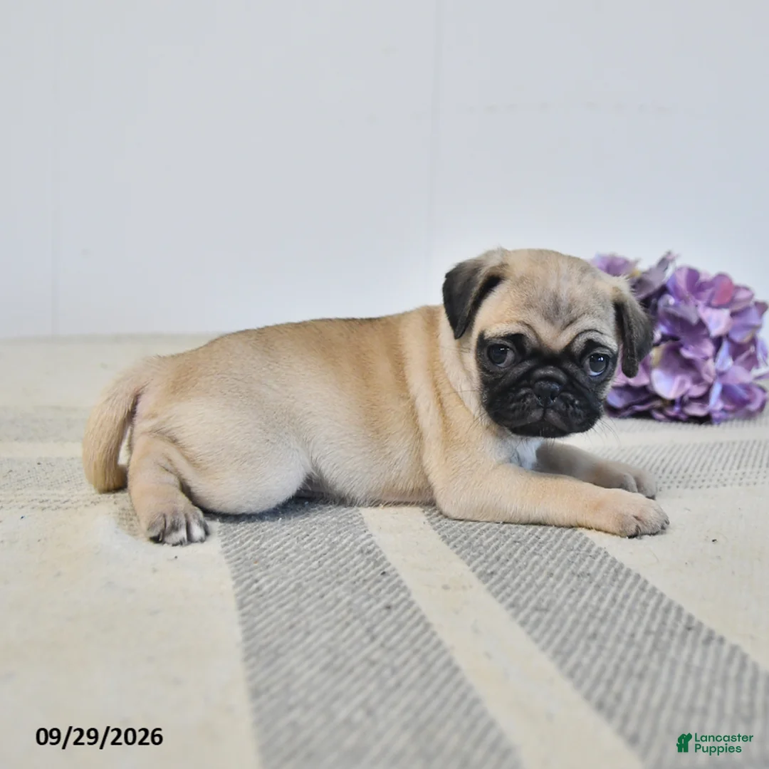 Pug dogs for sale: Opal - Ad 2