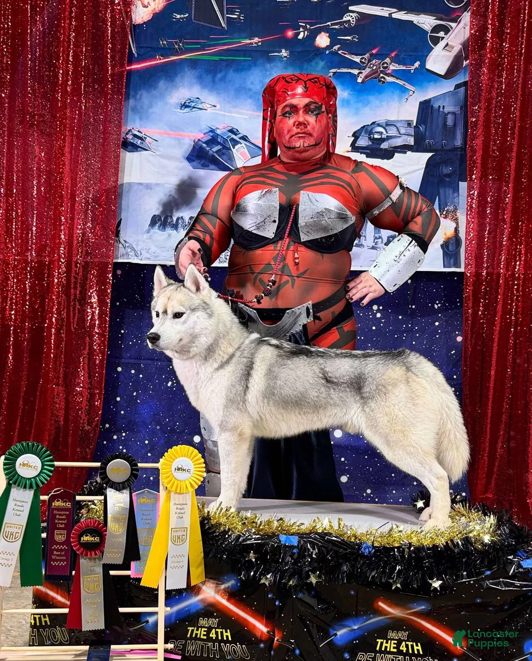 Siberian Husky dogs for stud: UKC Champion  - Ad 1