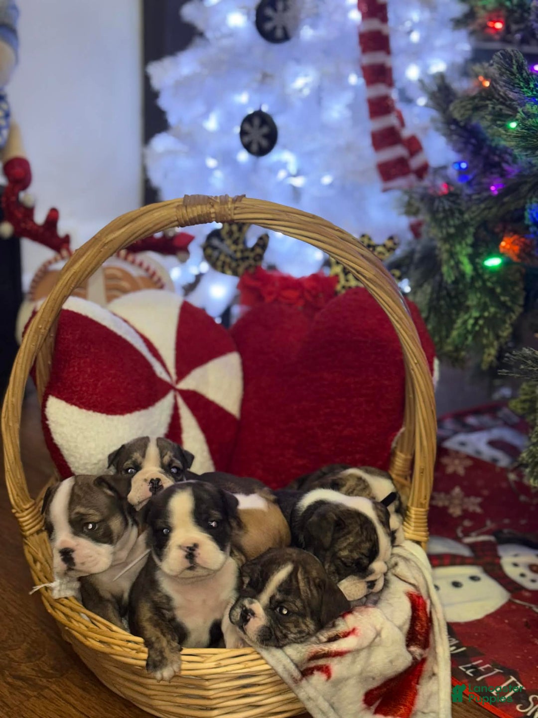 English Bulldog dogs for sale: Toffee - Ad 21