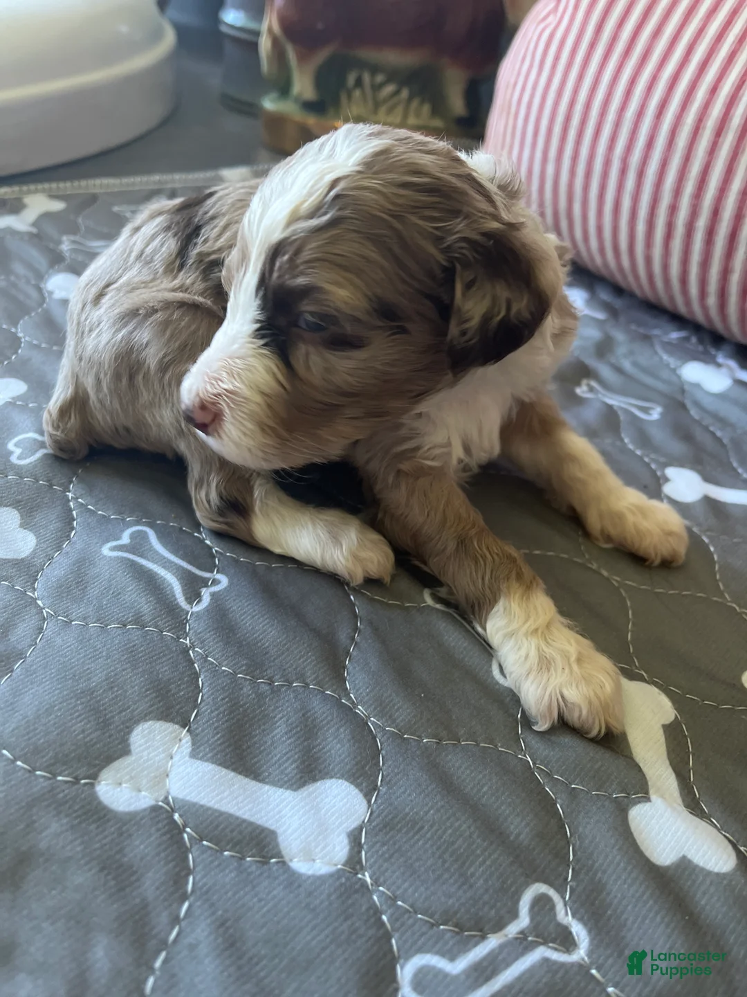 Aussiedoodle dogs for sale: RMM - Ad 1