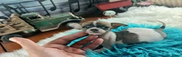 Chihuahua dogs for sale: Debras fawn and white. Hand Delivery  - Ad 4