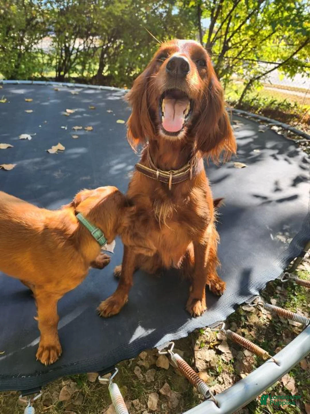 Irish Setter dogs for sale: Irish Setter Purple Collar - Ad 2