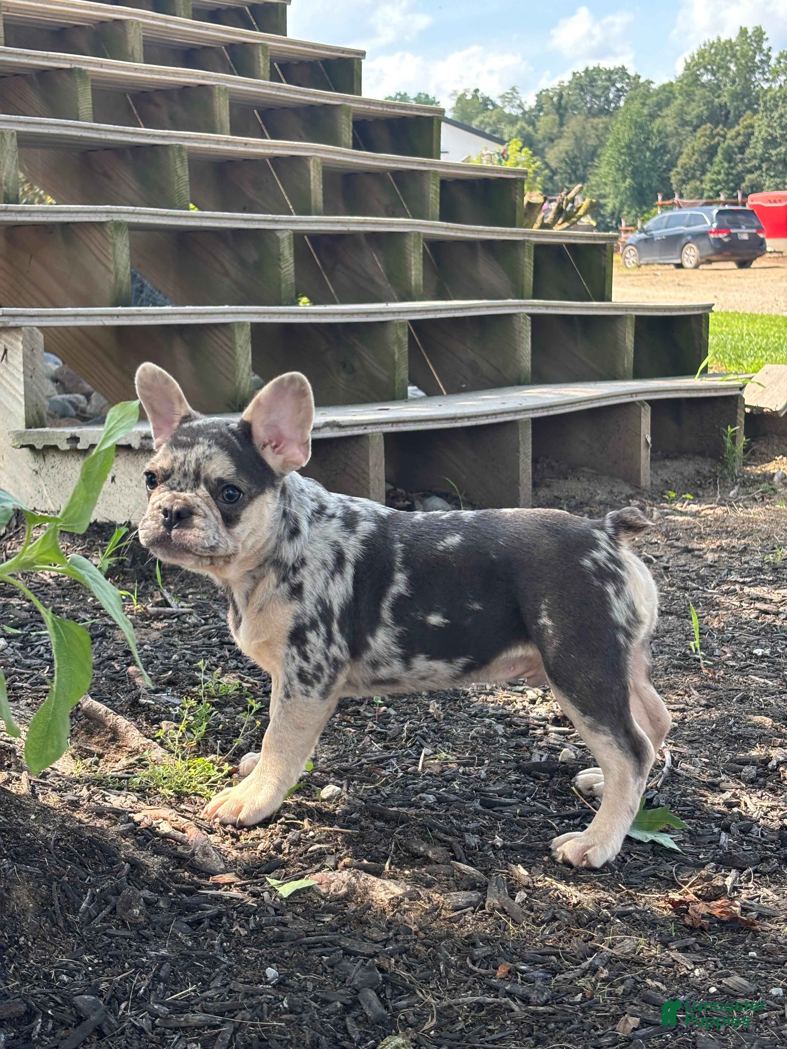 French Bulldog dogs Matt - Ad 1