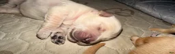 Golden Retriever dogs for sale: Light pink  - Ad 3