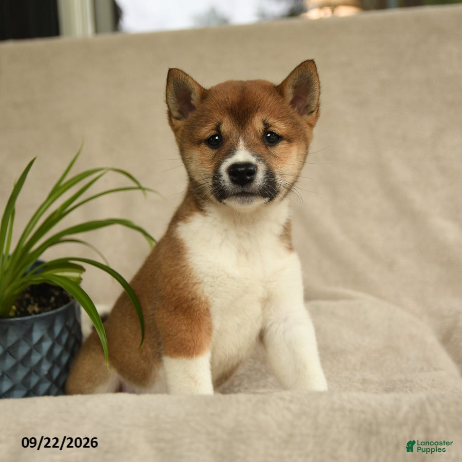 Shiba Inu dogs Ivy - Ad 1