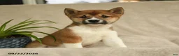 Shiba Inu dogs for sale: Ivy - Ad 1